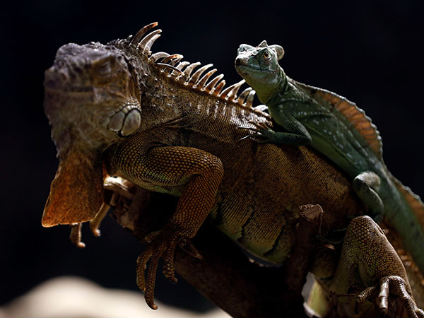 Police catch traffickers smuggling reptiles into Europe 'under their clothes'