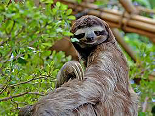Robot sloth hangs from trees to spy on endangered animals