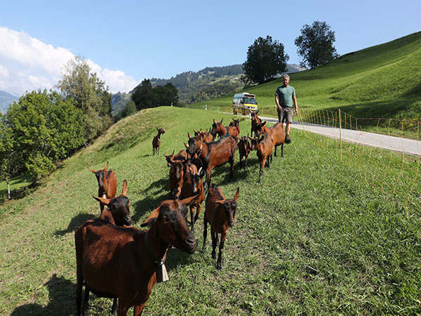 From sheep in Paris to goats at Google: The best eco lawn mowers