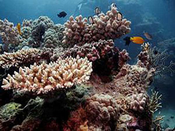 Great Barrier Reef 'suffers third mass bleaching in five years'