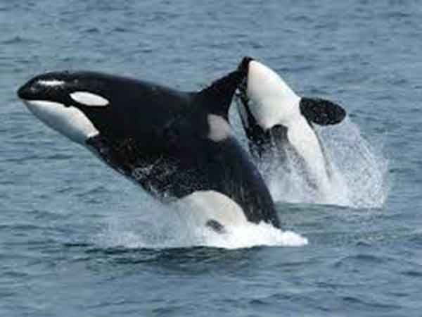 Last group of orcas continues journey to release site