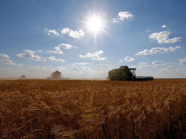 Procurement shortfall led to wheat crisis: report