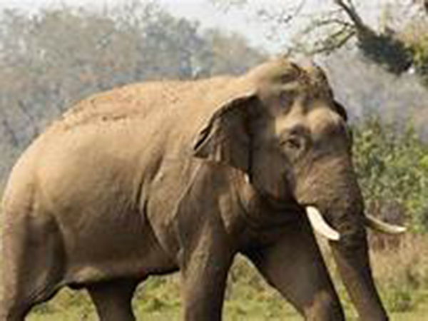 Committee proposes relocation of Kavaan to sanctuary in Cambodia
