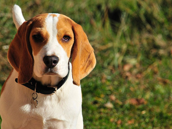 Emotional support dogs in 'distress' removed from flight at Gatwick