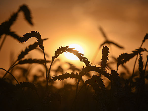 ECC baulks at raising wheat support price by 25pc