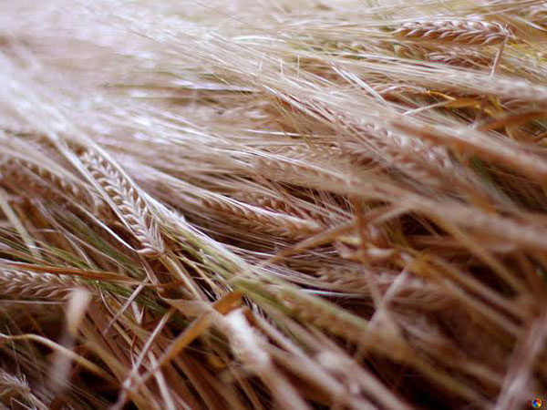 NPA's Awarding of Massive Wheat Shipping Contracts Under Scrutiny