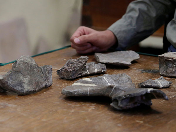 Dinosaur skeleton found by 12-year-old near Drumheller, Alta., hailed as 'significant discovery'