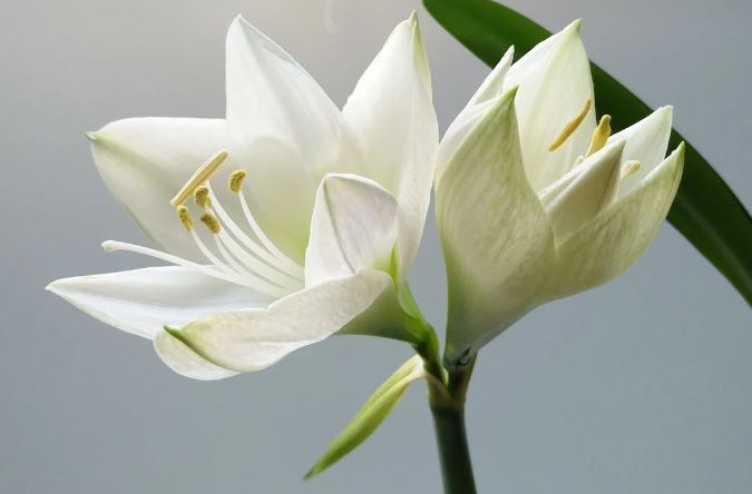 Al Thiqah's 'Peace Lily' promotes engagement and sustainability