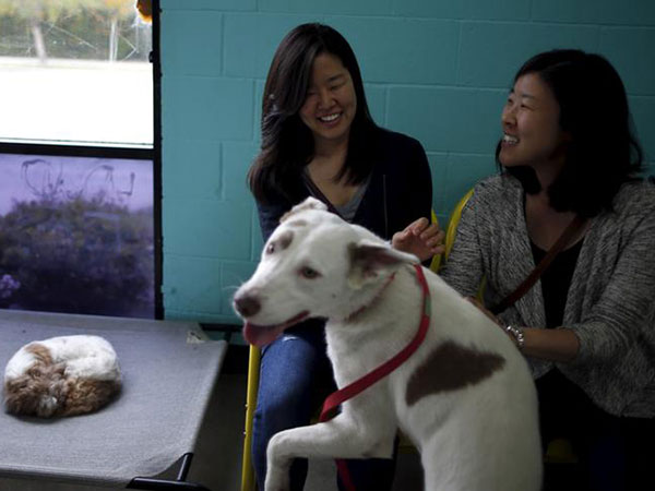 Pet adoptions, fostering spike amid coronavirus restrictions