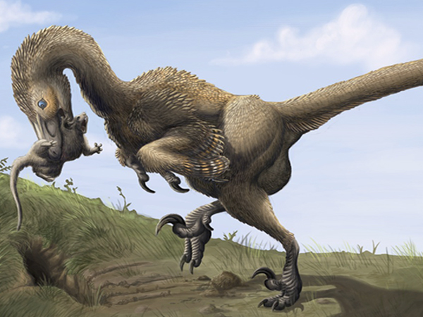 'A scientific gold mine': Alberta fossil sheds new light on how raptors evolved