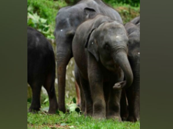Yangon zoo's oldest Asian elephant Mo Mo celebrates 69th birthday