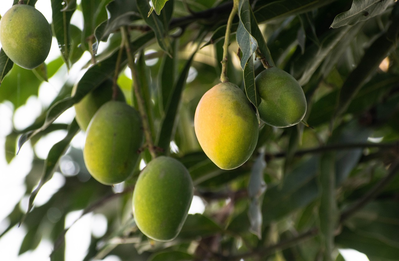 Khorfakkan, Eastern Region produce finest mango due to nature