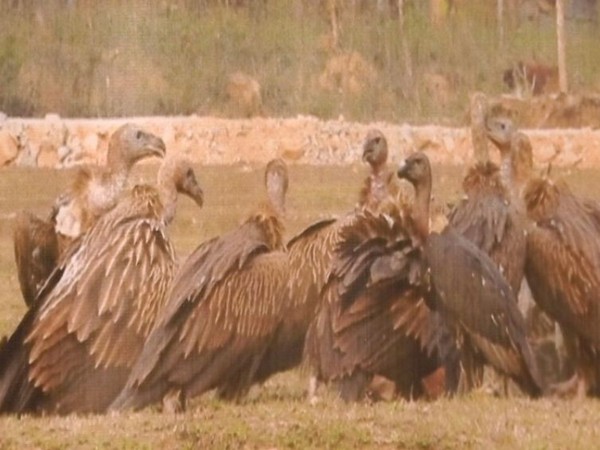 Rare vulture population in Cambodia slightly up: official