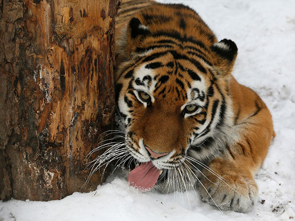 An Amur tiger hugging a tree and other images from this year's Wildlife Photographer of the Year competition