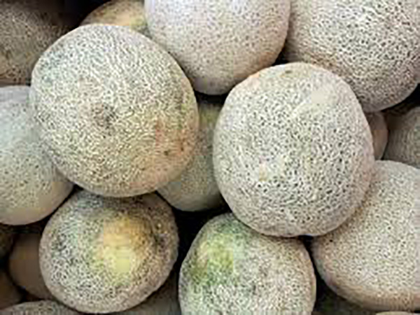 Premium melons underperform in auction