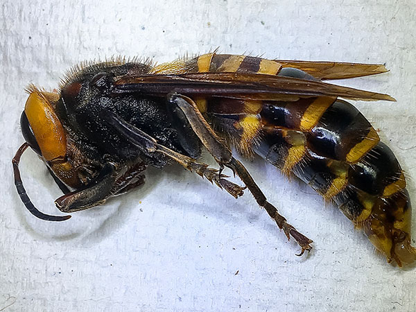 Washington state bug hunters find first ever Asian giant 'murder hornets' nest in US