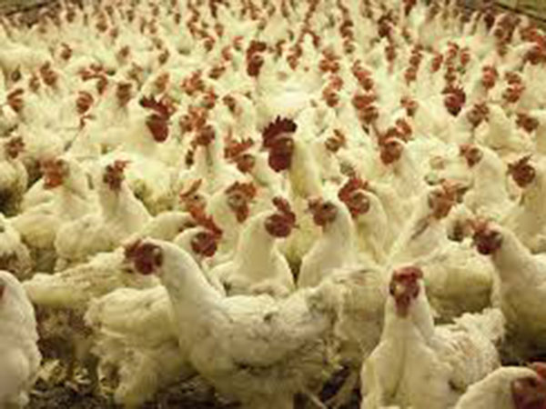 Bird flu detected in French duck farm: media