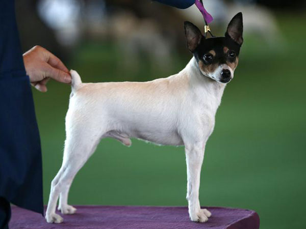 Dog missing for 12 years reunited with owner after being found 1,130 miles away