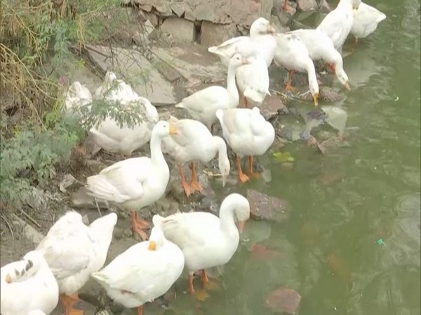 Some 15,000 ducks culled at Czech farm over bird flu outbreak