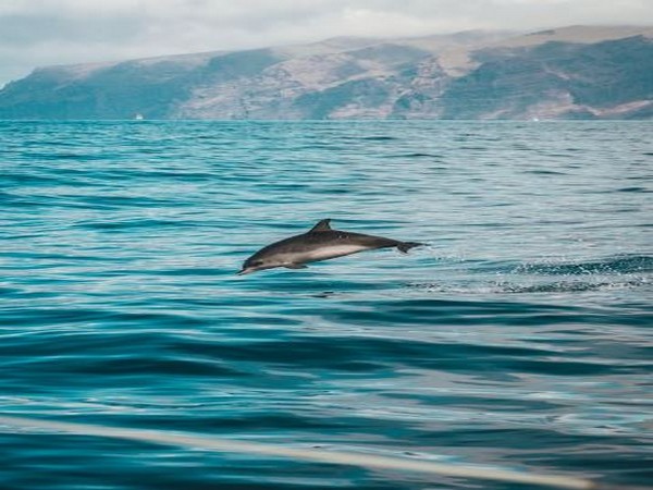 More than 100 Amazon dolphins found dead, heat and drought blamed