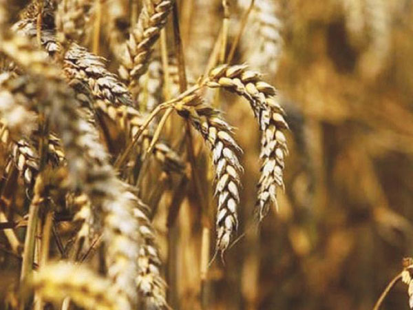 Wheat support price increased to Rs1,350
