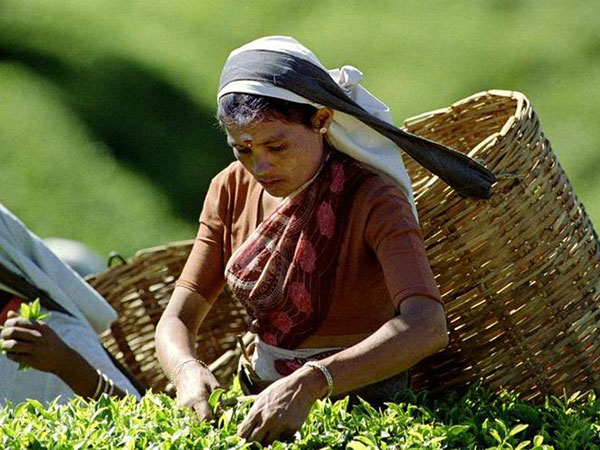 Sri Lanka tea production, exports decline in January 2020