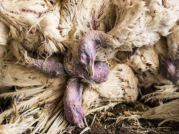 S. Korea reports 1st highly pathogenic avian influenza case in 32 months