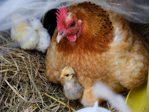 S. Korea bans imports of Australian poultry following AI outbreak