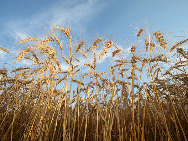 Rs1,600 minimum support price recommended for wheat