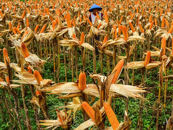 China corn imports soar in August