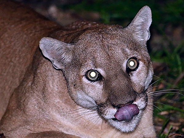 Mountain lion snatches pet dog during hot springs visit