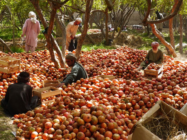 Pakistan Tripled Tariffs on Kandahar Pomegranates