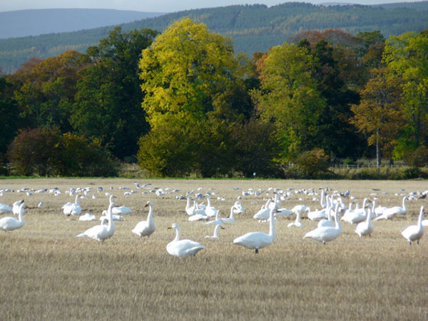 Xinjiang's Korla registers record number of migrating swans