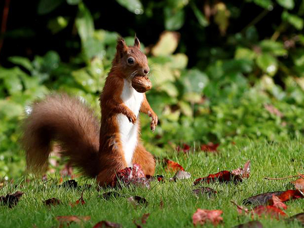 Pennsylvania squirrels hide more than 200 walnuts under SUV hood: See the photo