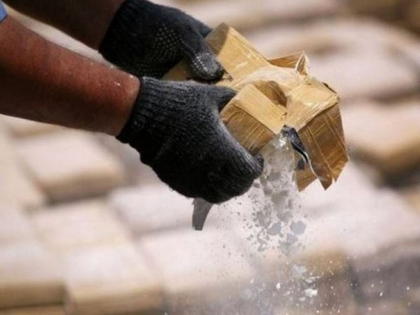 Drug crop worth $15m found in gardening igloos