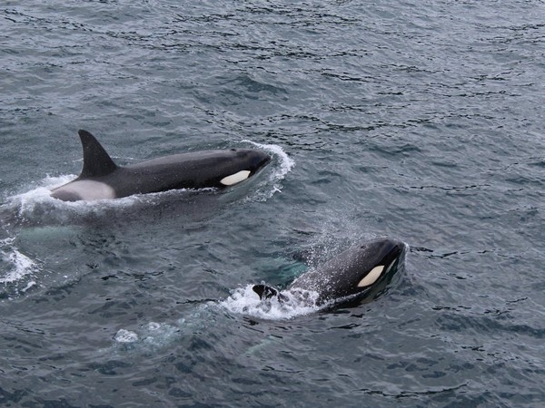 Scores of whales to be euthanised after mass stranding in Australia