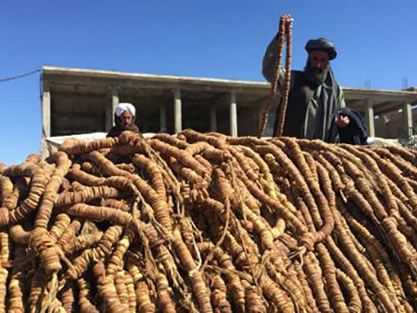 Kandahar Fig Yield Up 25%