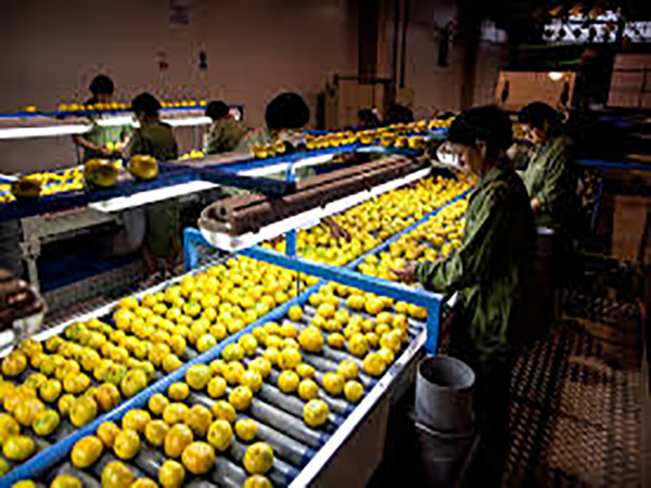 Denmark's Orana to invest $ 1.5 mn to set up fruit processing plant in Sri Lanka