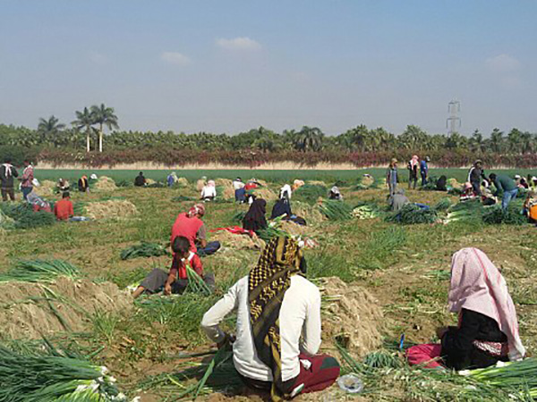 House votes to provide a pathway to citizenship for thousands of undocumented farmworkers