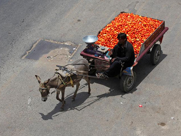 The price of tomatoes