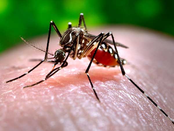 Dengue claims 2 more lives in Kushtia, Faridpur