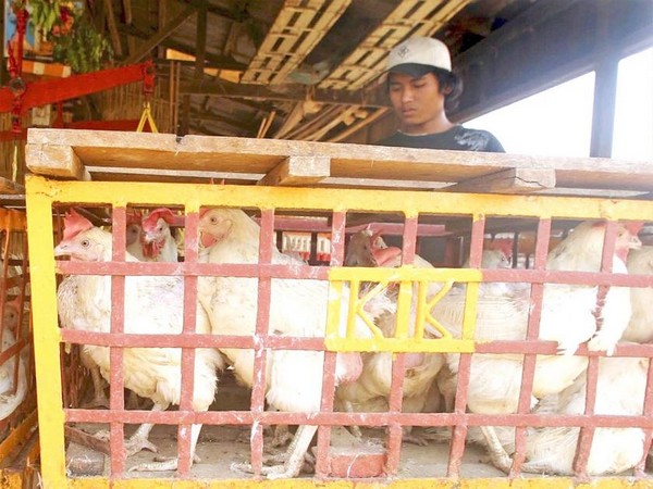 More poultry breeders adopt modern methods