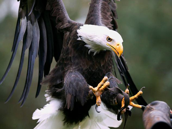 Pennsylvania officials ask for help to nab bald eagle killer