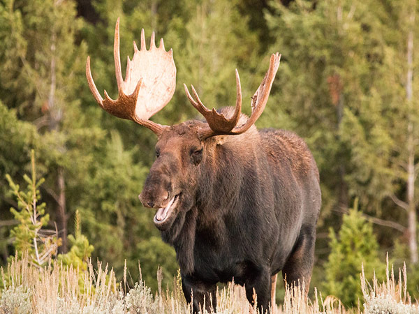 Moose traps Alaska man inside shed while he frantically calls wife, doorbell camera captures encounter