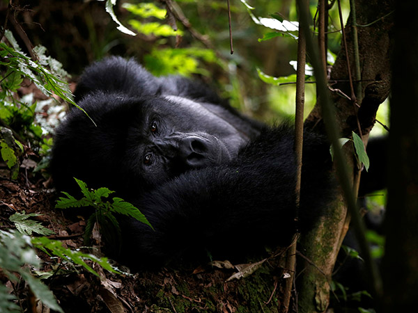 Rwanda names endangered mountain gorillas in first virtual naming ceremony