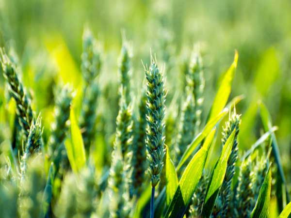 China's agricultural product wholesale prices edge down