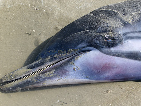 Dead dolphin discovered along Kholpetua River in Satkhira
