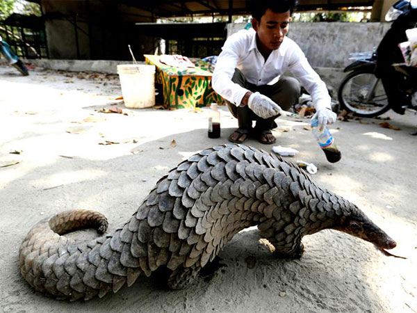 Pangolins in danger