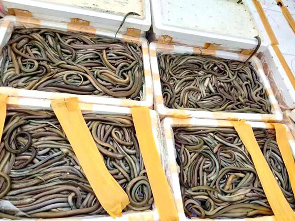 Eels stranded between Kutkai and Muse written off by traders