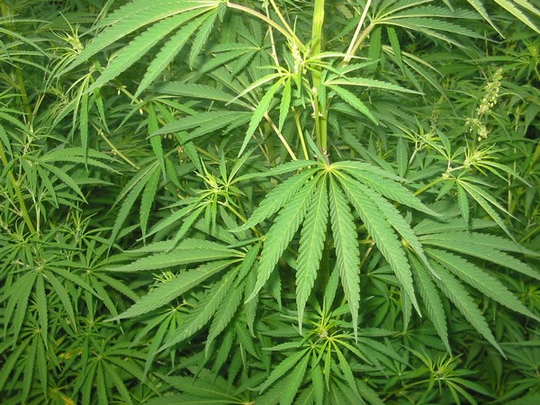 Lessons from pot about legalizing other drugs in Canada: Don Pittis